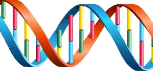 liceo scienze applicate